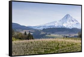Apple Orchard in Blood with Mount Hood in the Background, Oregon, USA-Chuck Haney-Framed Stretched Canvas