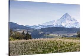 Apple Orchard in Blood with Mount Hood in the Background, Oregon, USA-Chuck Haney-Stretched Canvas