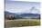Apple Orchard in Blood with Mount Hood in the Background, Oregon, USA-Chuck Haney-Stretched Canvas