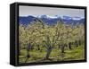 Apple Orchard in Bloom, Dryden, Chelan County, Washington, Usa-Jamie & Judy Wild-Framed Stretched Canvas