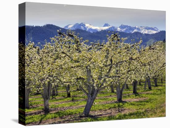 Apple Orchard in Bloom, Dryden, Chelan County, Washington, Usa-Jamie & Judy Wild-Stretched Canvas