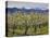 Apple Orchard in Bloom, Dryden, Chelan County, Washington, Usa-Jamie & Judy Wild-Stretched Canvas