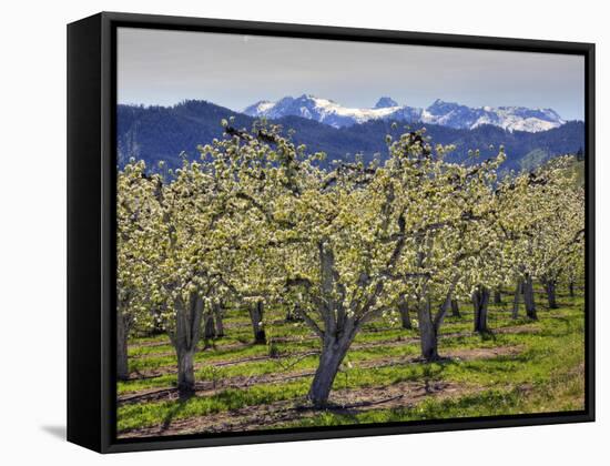Apple Orchard in Bloom, Dryden, Chelan County, Washington, Usa-Jamie & Judy Wild-Framed Stretched Canvas