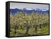 Apple Orchard in Bloom, Dryden, Chelan County, Washington, Usa-Jamie & Judy Wild-Framed Stretched Canvas