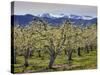 Apple Orchard in Bloom, Dryden, Chelan County, Washington, Usa-Jamie & Judy Wild-Stretched Canvas