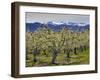 Apple Orchard in Bloom, Dryden, Chelan County, Washington, Usa-Jamie & Judy Wild-Framed Photographic Print