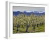 Apple Orchard in Bloom, Dryden, Chelan County, Washington, Usa-Jamie & Judy Wild-Framed Photographic Print