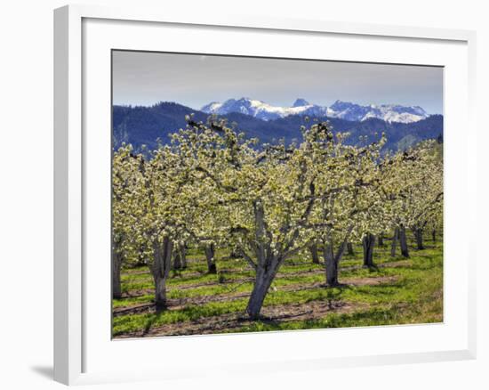 Apple Orchard in Bloom, Dryden, Chelan County, Washington, Usa-Jamie & Judy Wild-Framed Photographic Print