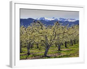 Apple Orchard in Bloom, Dryden, Chelan County, Washington, Usa-Jamie & Judy Wild-Framed Photographic Print