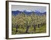 Apple Orchard in Bloom, Dryden, Chelan County, Washington, Usa-Jamie & Judy Wild-Framed Photographic Print