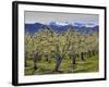 Apple Orchard in Bloom, Dryden, Chelan County, Washington, Usa-Jamie & Judy Wild-Framed Photographic Print