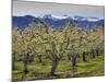 Apple Orchard in Bloom, Dryden, Chelan County, Washington, Usa-Jamie & Judy Wild-Mounted Photographic Print