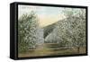 Apple Orchard in Bloom-null-Framed Stretched Canvas