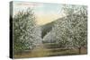 Apple Orchard in Bloom-null-Stretched Canvas