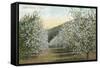 Apple Orchard in Bloom-null-Framed Stretched Canvas