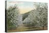 Apple Orchard in Bloom-null-Stretched Canvas