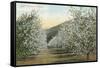 Apple Orchard in Bloom-null-Framed Stretched Canvas
