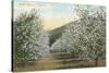 Apple Orchard in Bloom-null-Stretched Canvas