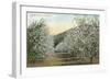 Apple Orchard in Bloom-null-Framed Art Print