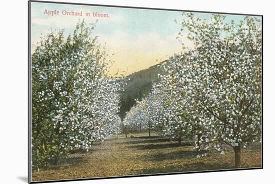 Apple Orchard in Bloom-null-Mounted Art Print