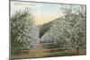 Apple Orchard in Bloom-null-Mounted Art Print