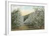 Apple Orchard in Bloom-null-Framed Art Print