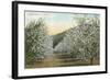 Apple Orchard in Bloom-null-Framed Art Print