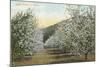 Apple Orchard in Bloom-null-Mounted Art Print