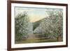 Apple Orchard in Bloom-null-Framed Art Print