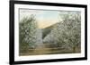 Apple Orchard in Bloom-null-Framed Art Print