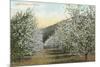 Apple Orchard in Bloom-null-Mounted Art Print