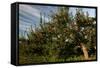 Apple Orchard Streaked Sky-Robert Goldwitz-Framed Stretched Canvas