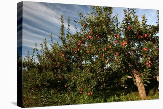 Apple Orchard Streaked Sky-Robert Goldwitz-Stretched Canvas