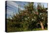 Apple Orchard Streaked Sky-Robert Goldwitz-Stretched Canvas