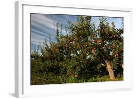 Apple Orchard Streaked Sky-Robert Goldwitz-Framed Photographic Print