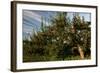 Apple Orchard Streaked Sky-Robert Goldwitz-Framed Photographic Print