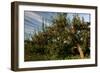 Apple Orchard Streaked Sky-Robert Goldwitz-Framed Photographic Print