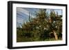Apple Orchard Streaked Sky-Robert Goldwitz-Framed Photographic Print