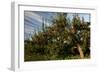 Apple Orchard Streaked Sky-Robert Goldwitz-Framed Photographic Print