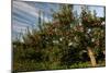 Apple Orchard Streaked Sky-Robert Goldwitz-Mounted Photographic Print