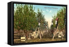 Apple Orchard, Washington-null-Framed Stretched Canvas