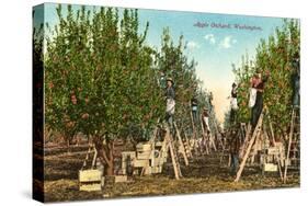 Apple Orchard, Washington-null-Stretched Canvas