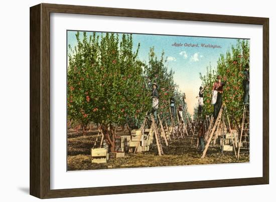 Apple Orchard, Washington-null-Framed Art Print