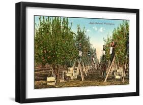 Apple Orchard, Washington-null-Framed Art Print