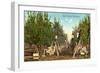 Apple Orchard, Washington-null-Framed Art Print