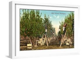 Apple Orchard, Washington-null-Framed Art Print