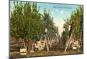 Apple Orchard, Washington-null-Mounted Art Print