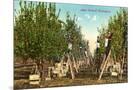 Wood Mount