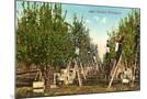 Wood Mount