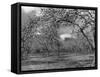 Apple Orchard-Bill Meadows-Framed Stretched Canvas